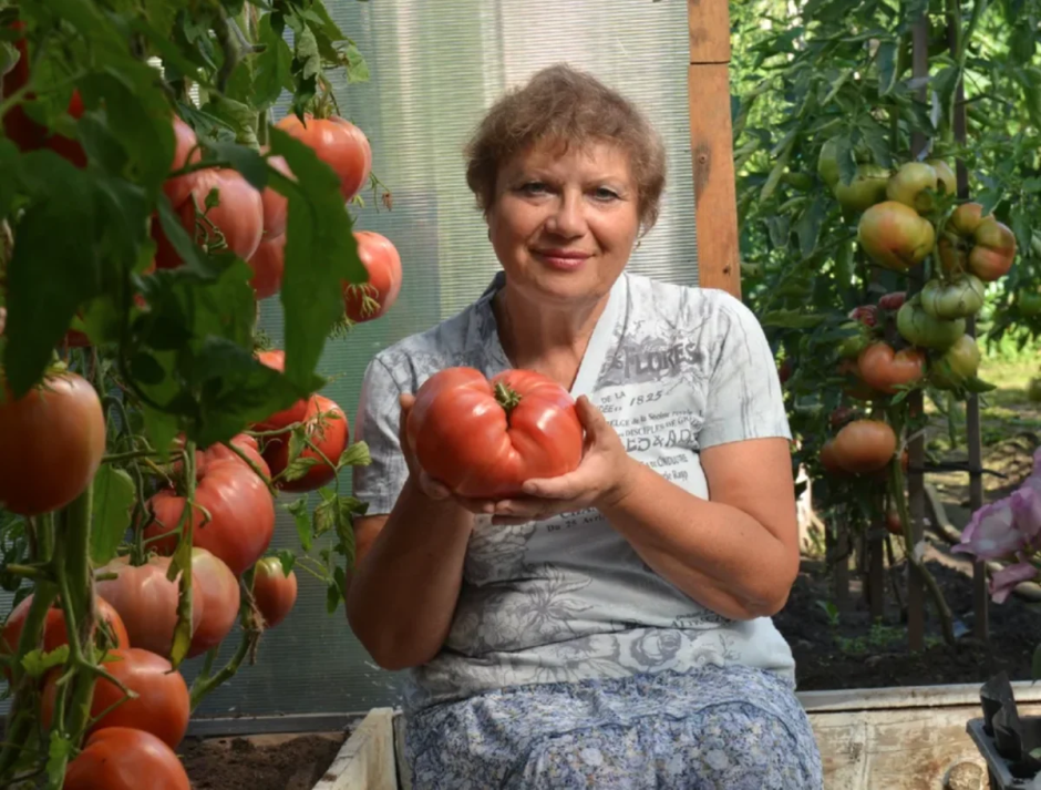 Огород сад Медведевых томаты