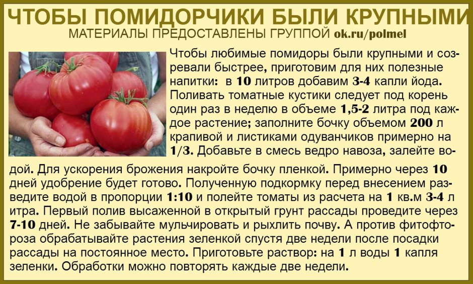 Статья томаты