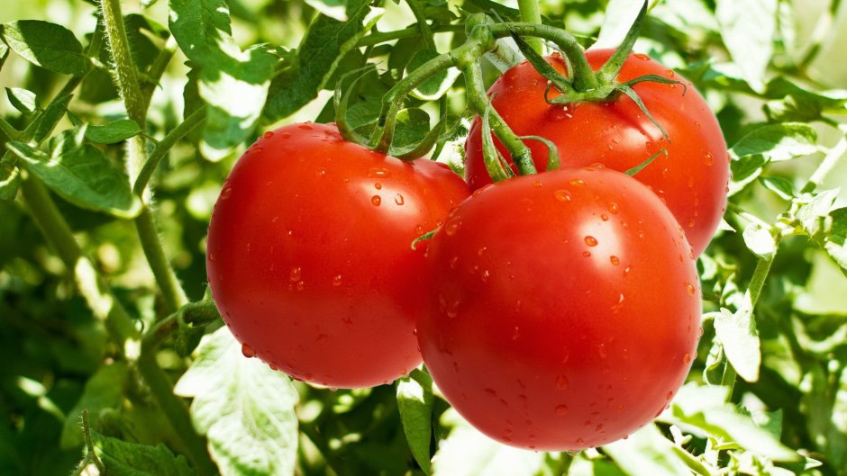 Большой урожай помидор
