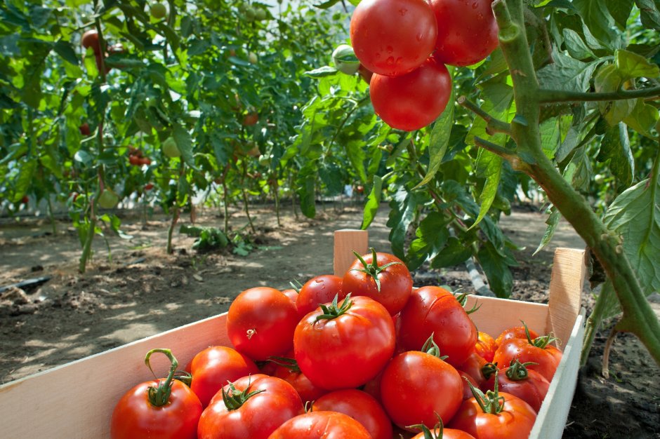 График подкормки томатов в теплице