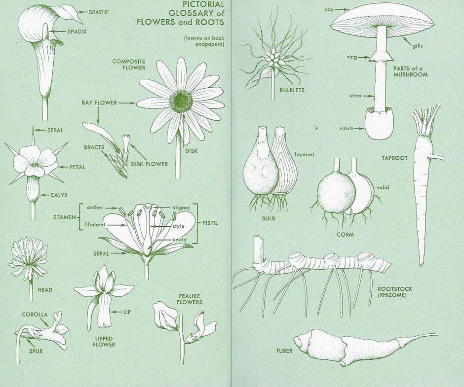 Всех глоссарий растения