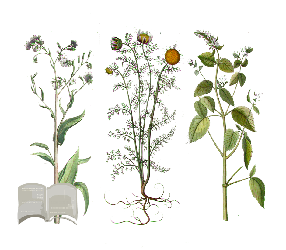 Лекарственные растения ботаника