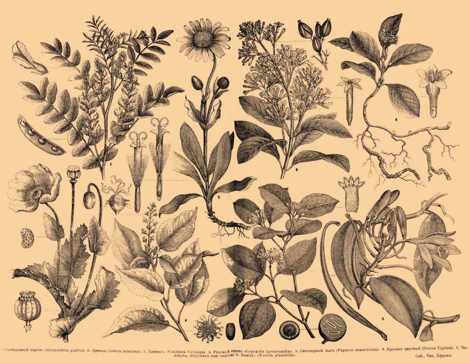 Ботанические иллюстрации лекарственных растенийрастений