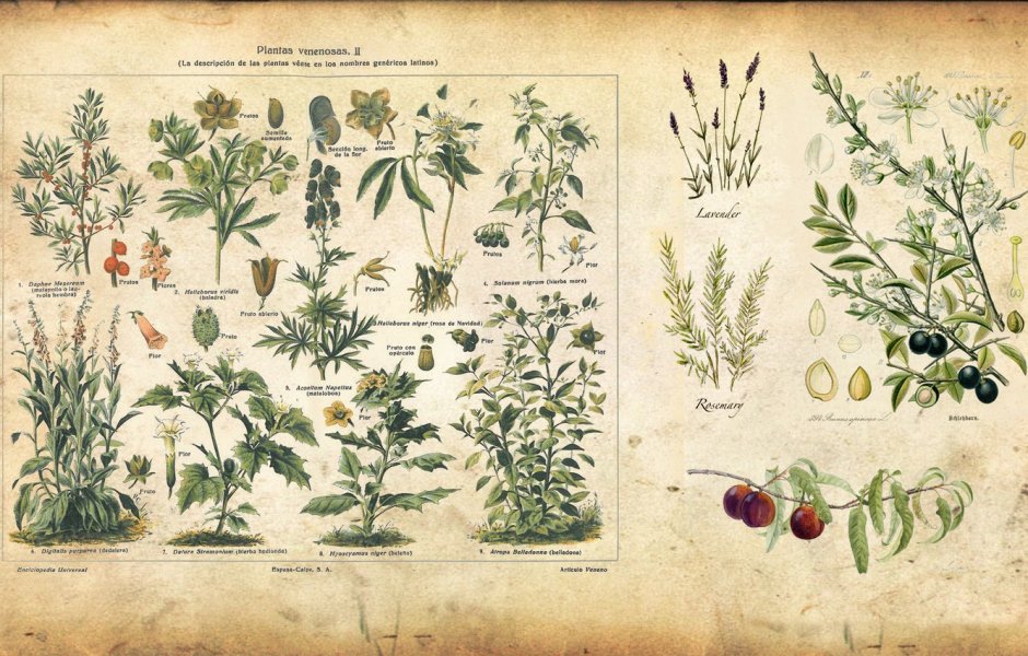 Старинный Ботанический атлас иллюстрации
