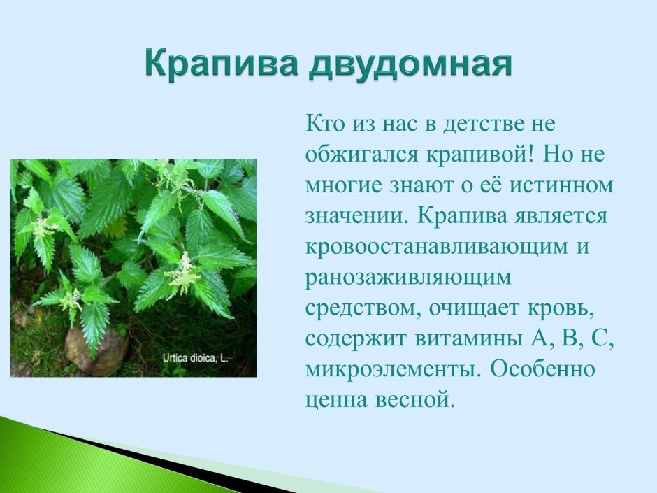 Лекарственные растения Саратовской области
