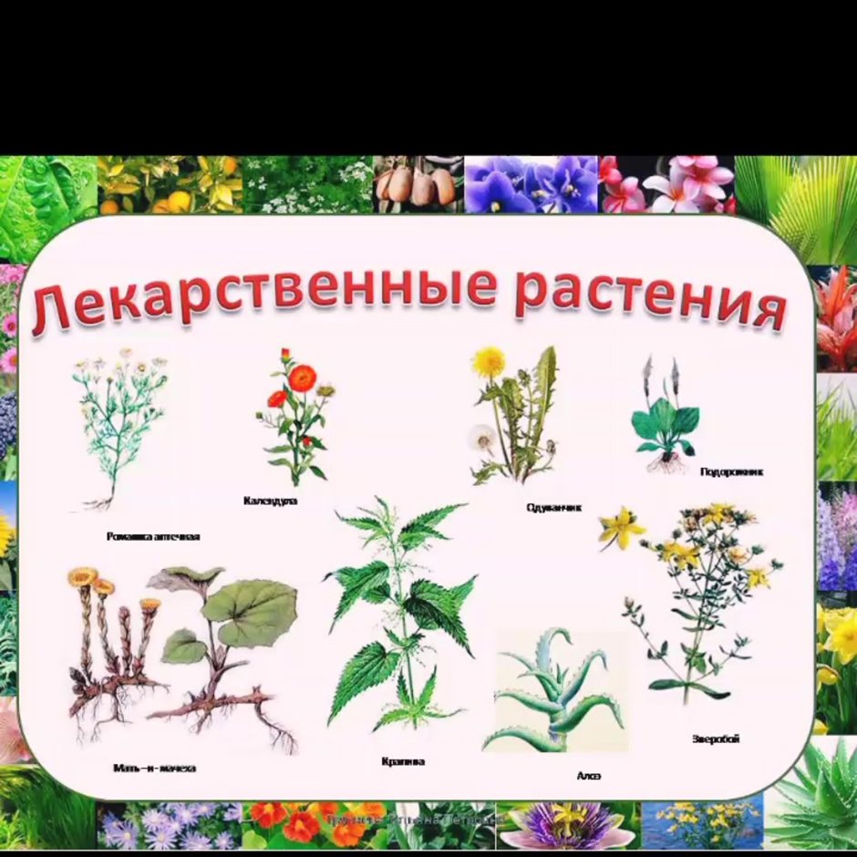 Лекарственные растения для детей дошкольников