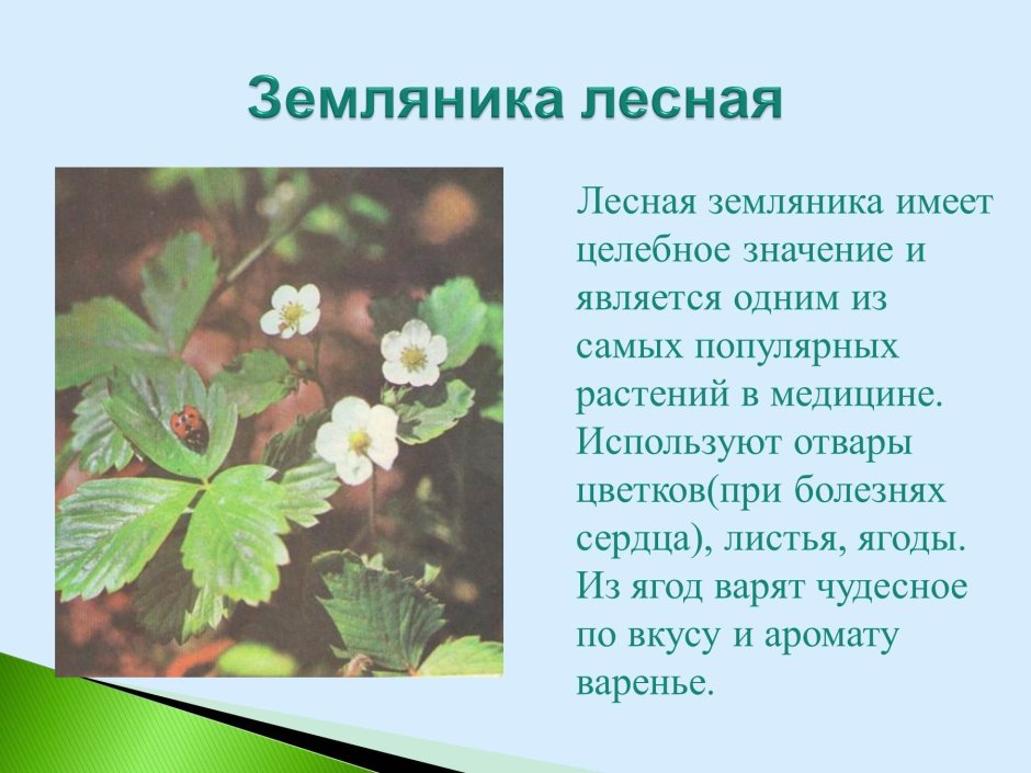 Растения Вологодской области