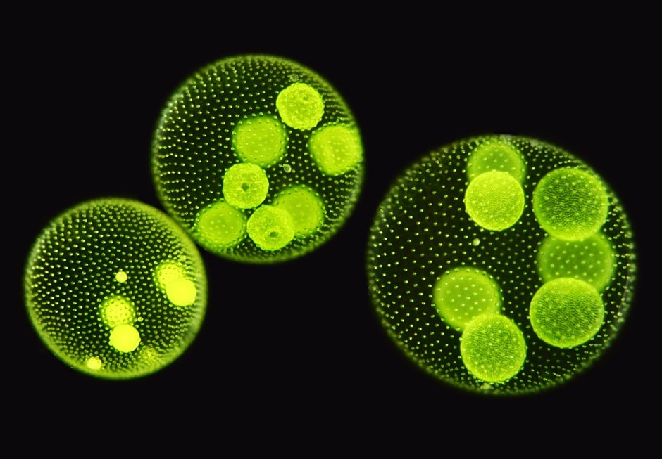 Одноклеточные водоросли вольвокс