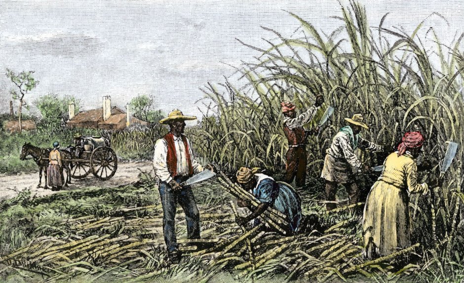 Плантации сахарного тростника 19 век