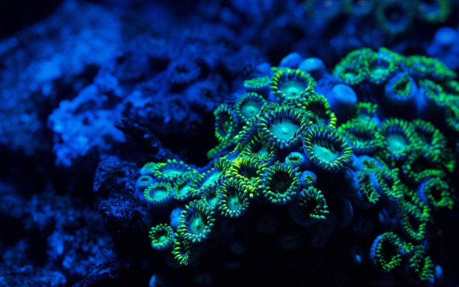 Шестилучевые коралловые полипы