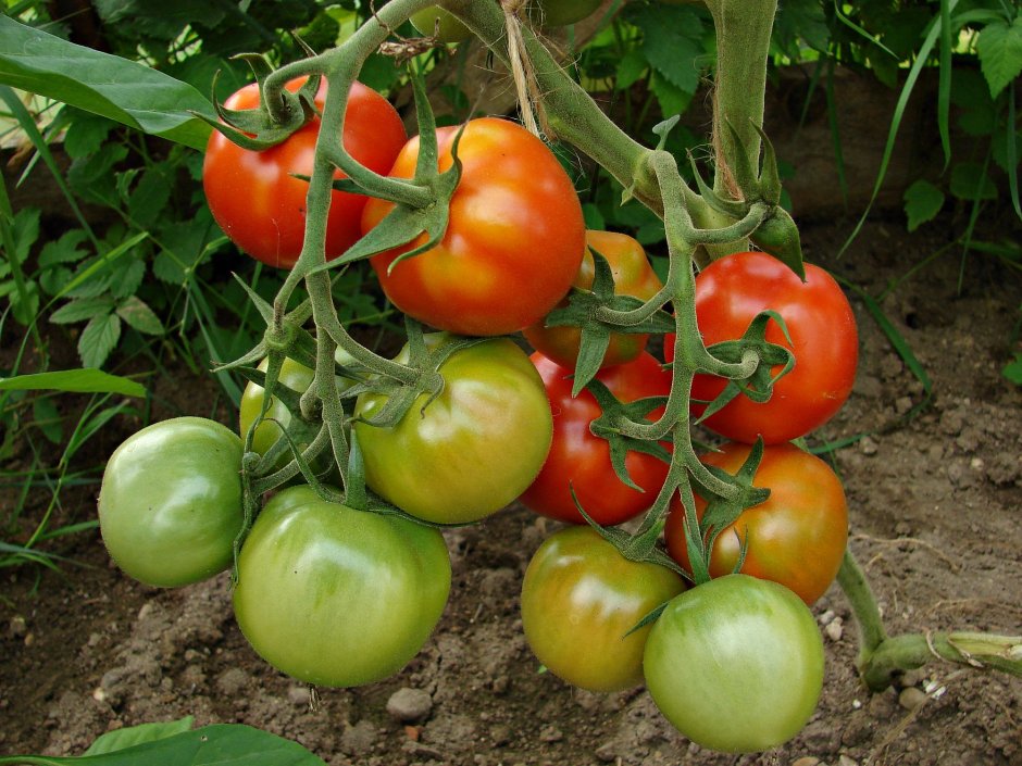 Семена томат «Гном», 10 семян