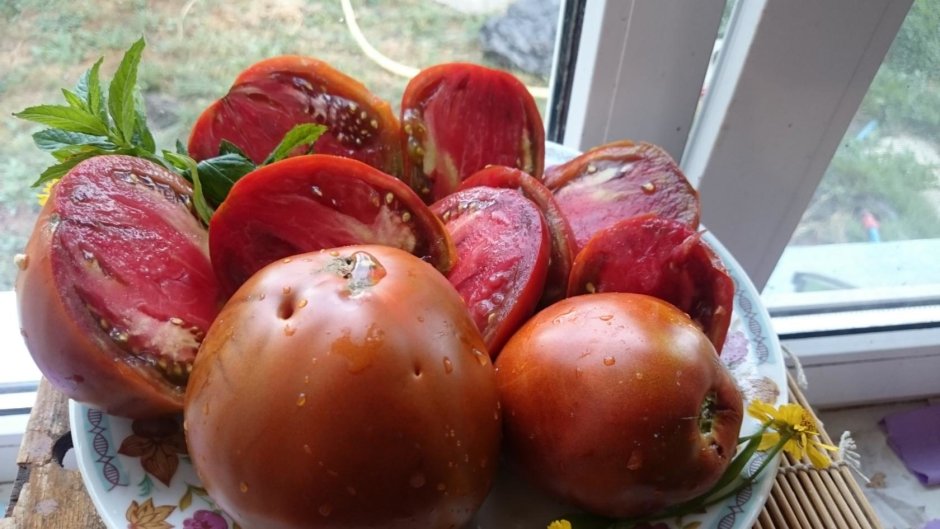 Парниковые итальянские томаты сорта
