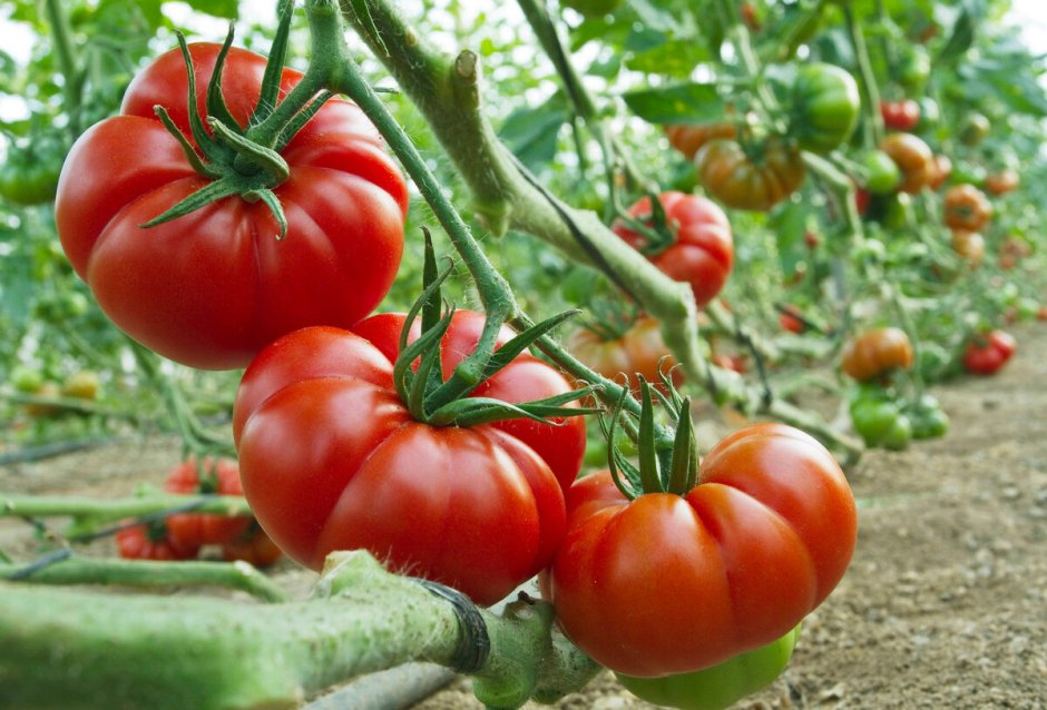 Безрассадные сорта томатов для открытого грунта