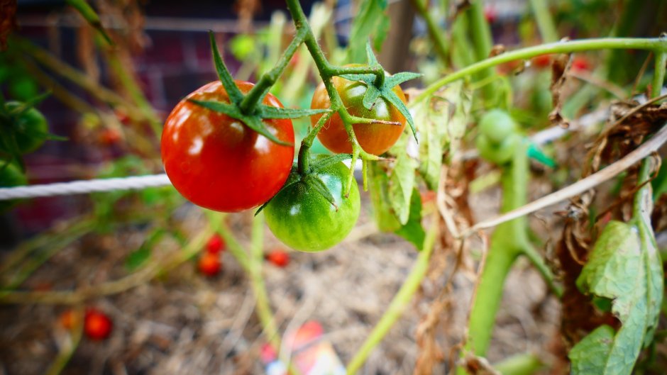 Черри томаты агрокультура