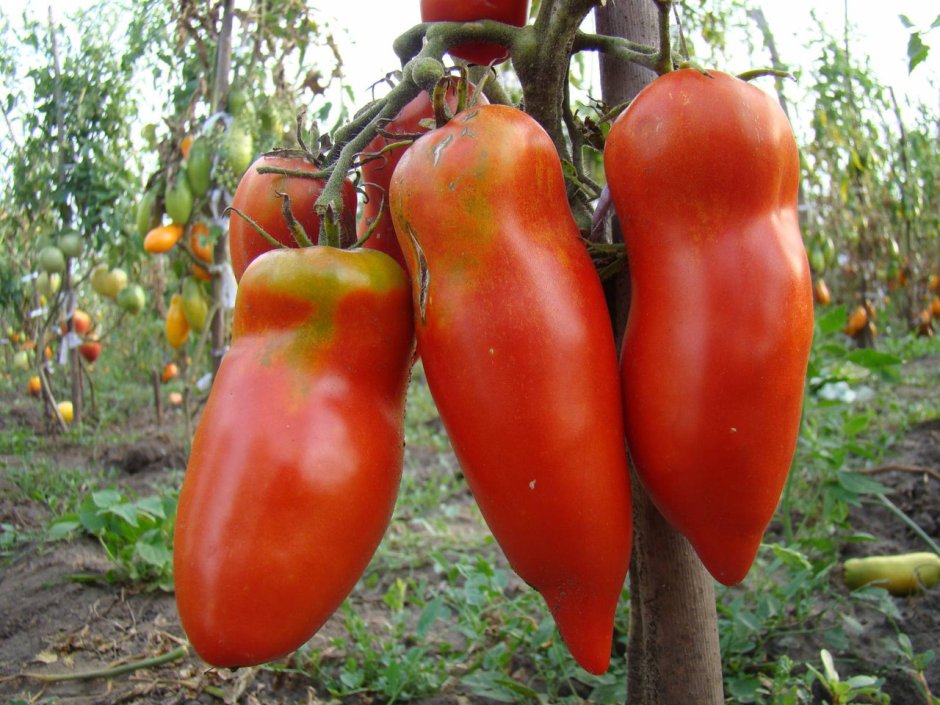 Сорт томата Перцевидный гигант