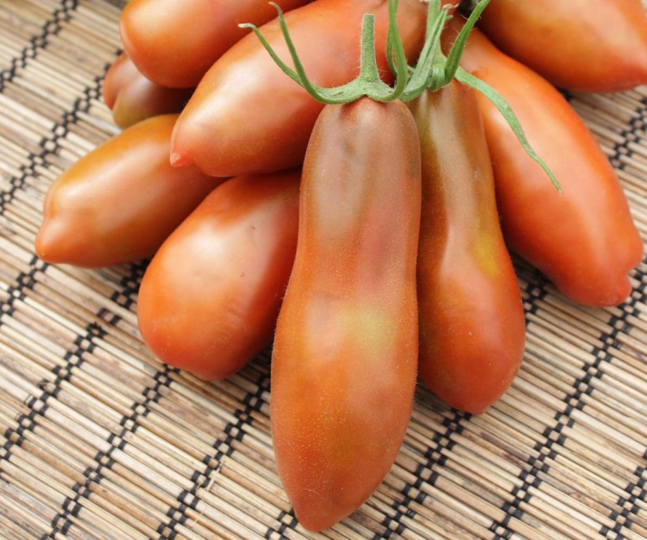 Семена томат Каспар f1