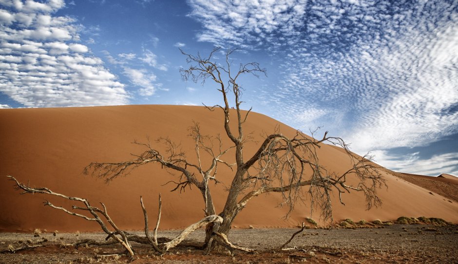 Песчаная Акация растение пустыни