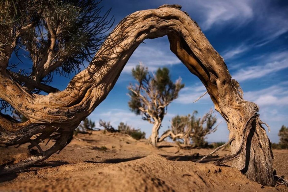 Саксаул дерево пустыни