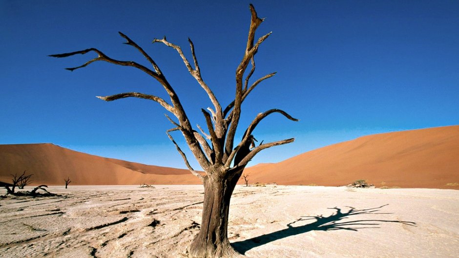 Засохшие деревья в пустыне Намиб