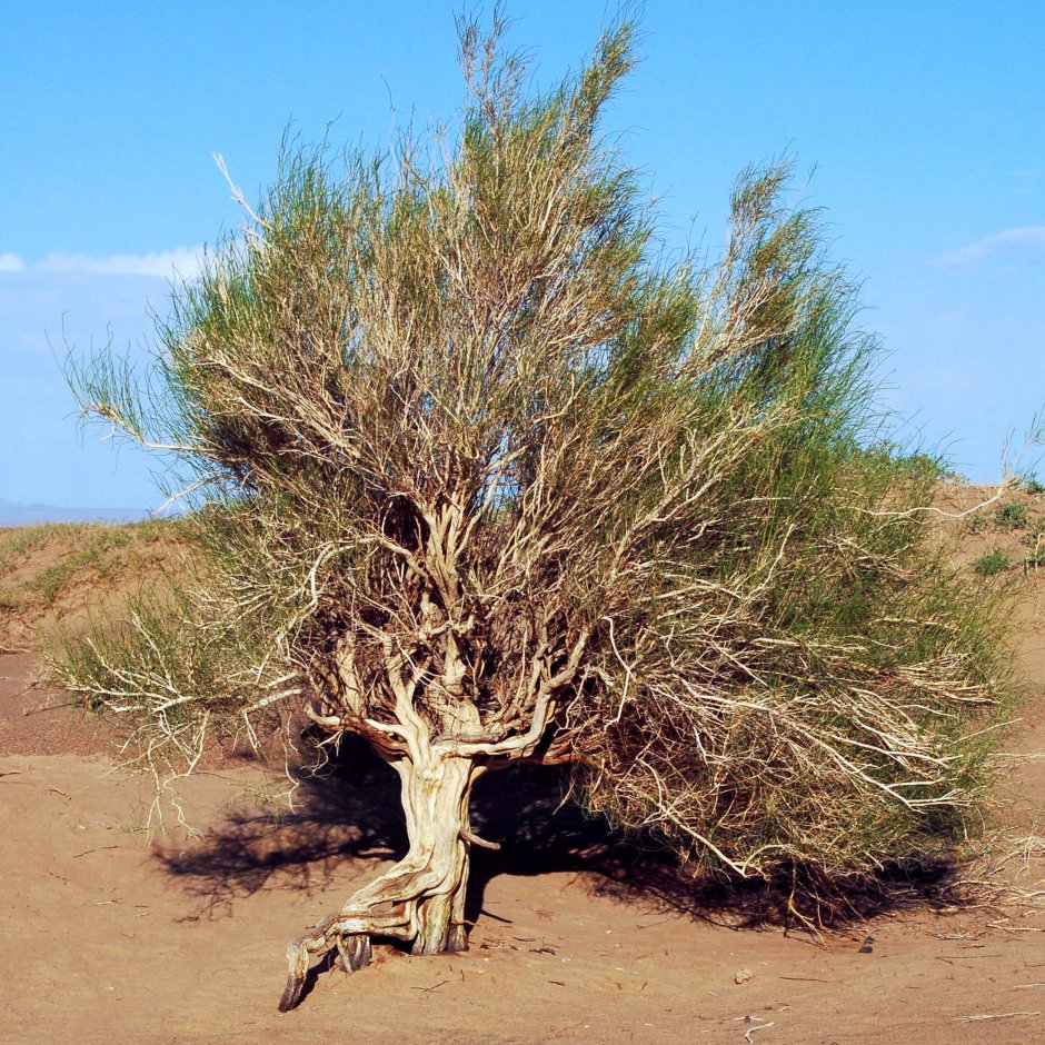 Саксаул растение пустыни