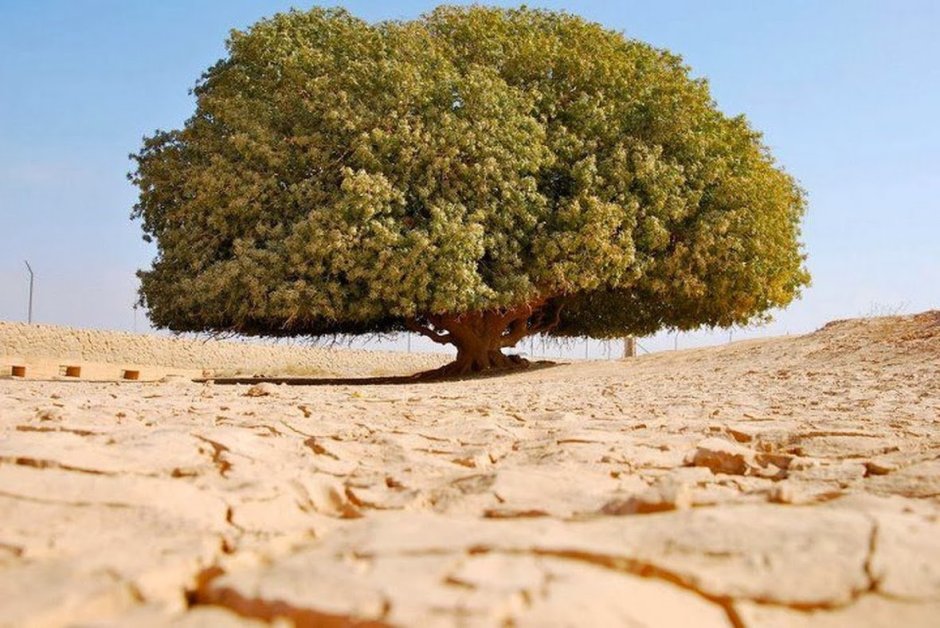 Дерево Аль гаркад
