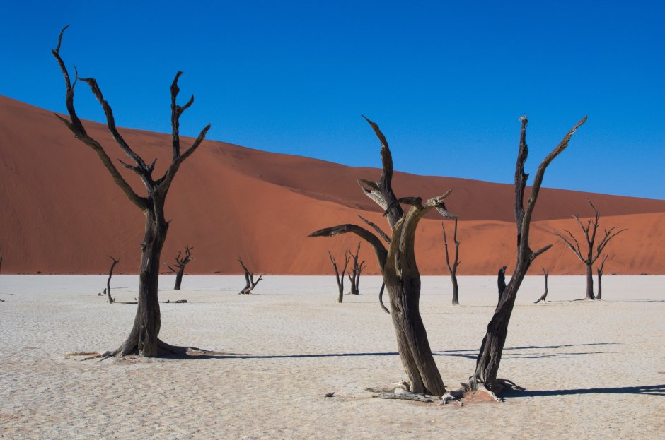 Пески пустыни Кызылкум