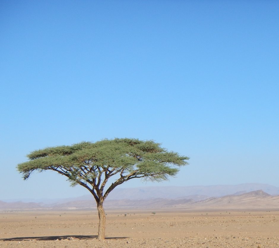 Дерево Тенере в пустыне