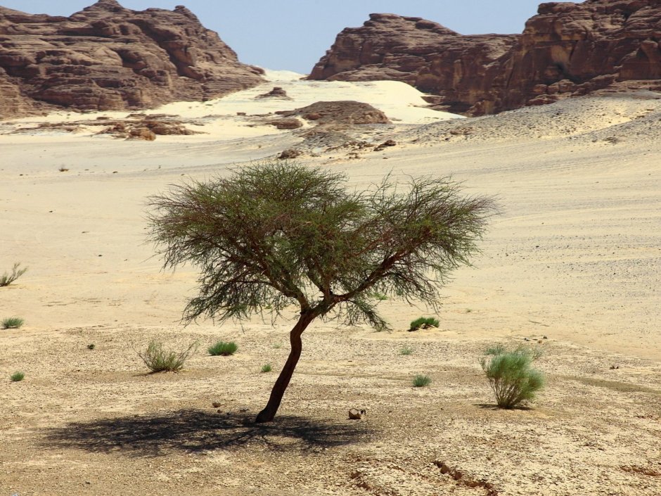 Дерево саксаул в пустыне