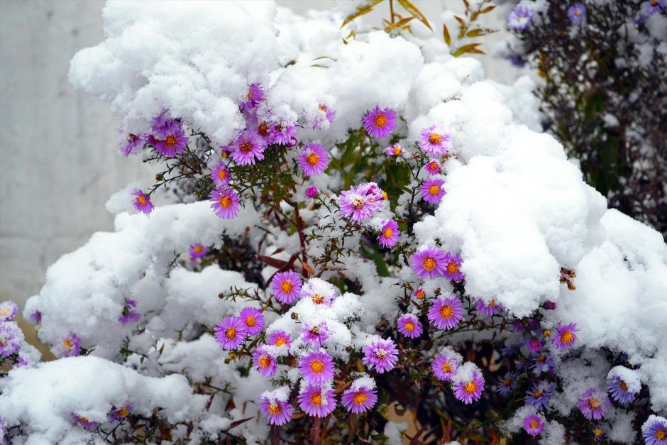 Снежок многолетние цветы под снегом