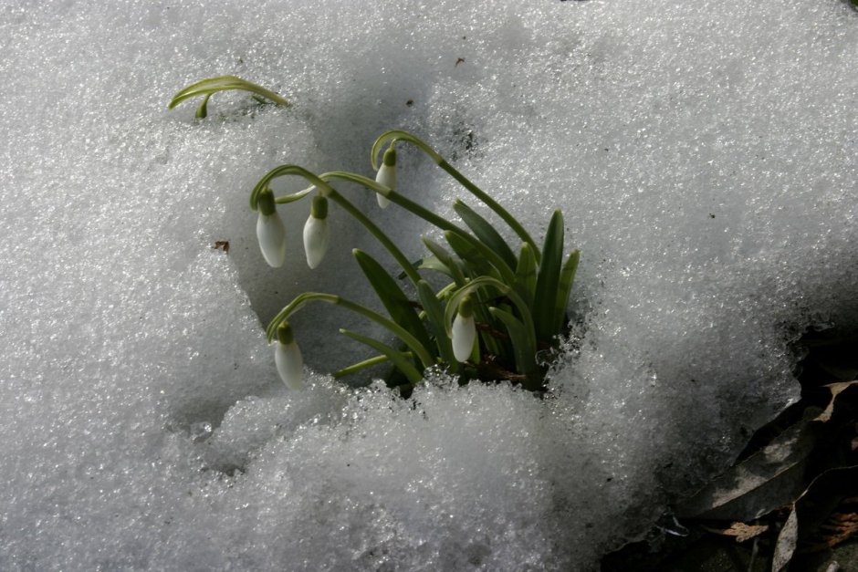 Растения под снегом