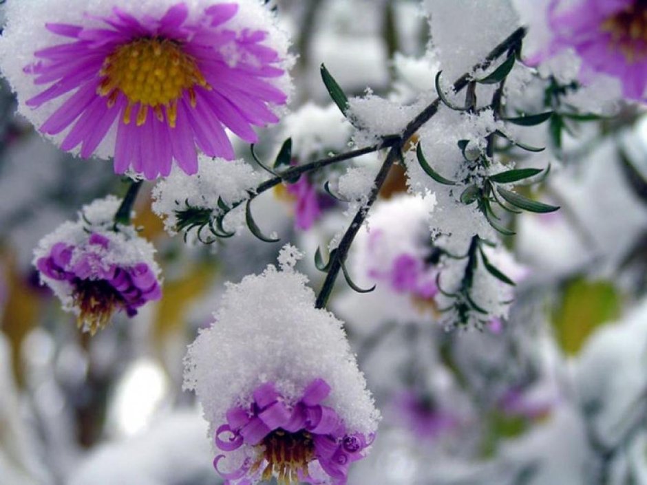 Красивые зимние цветочки