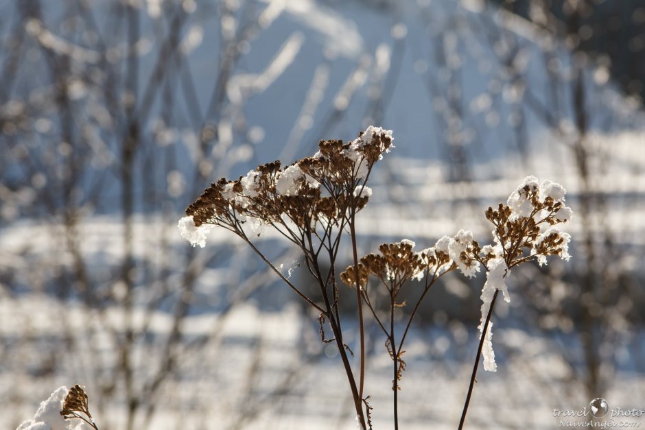 Сухие растения под снегом