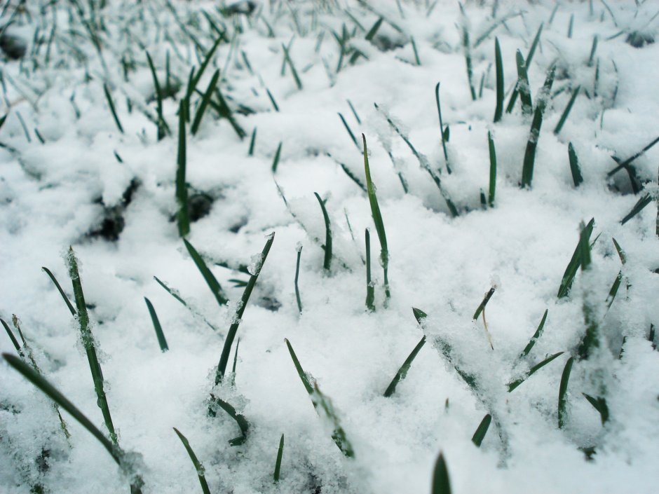 Зеленая трава под снегом