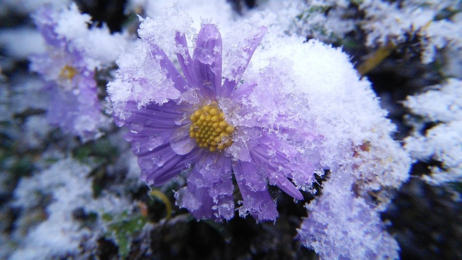Цветы в снегу