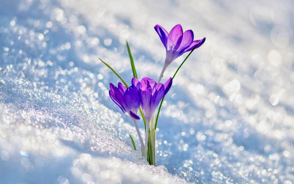 Фиолетовые цветы под снегом