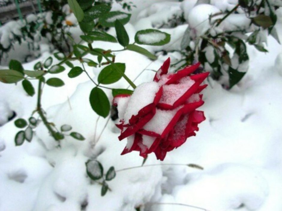 Красивые живые цветы на снегу