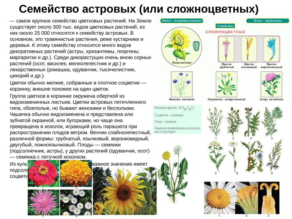 Какие растения изучает ботаника
