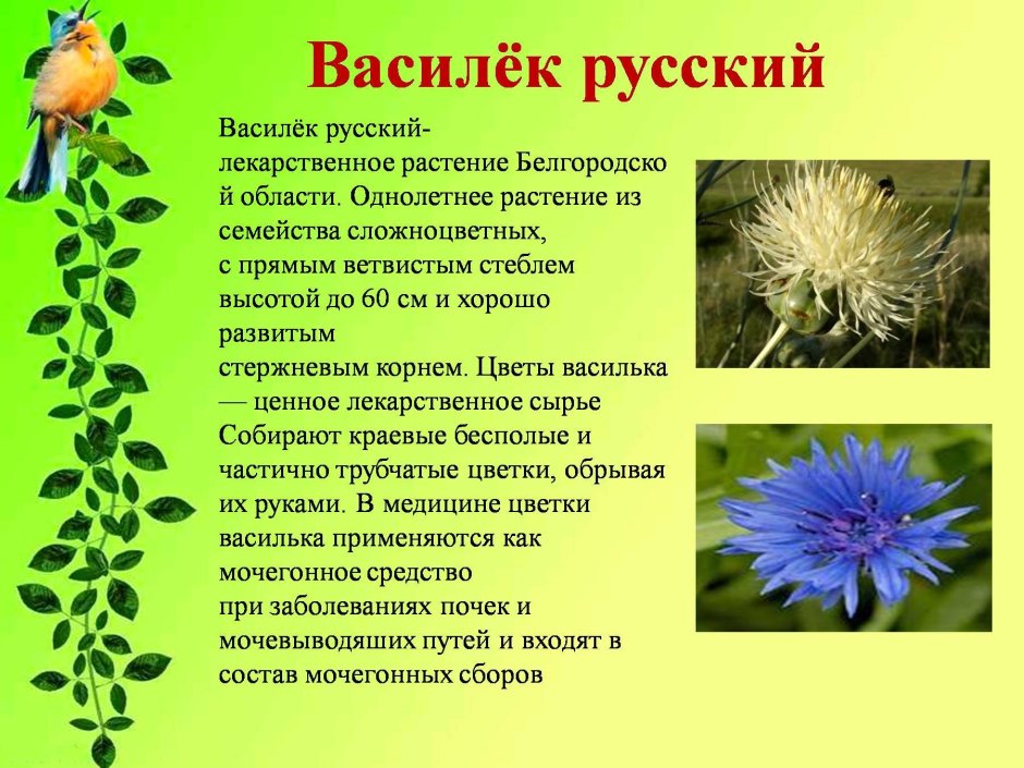 Compositae (Asteraceae) - Сложноцветные