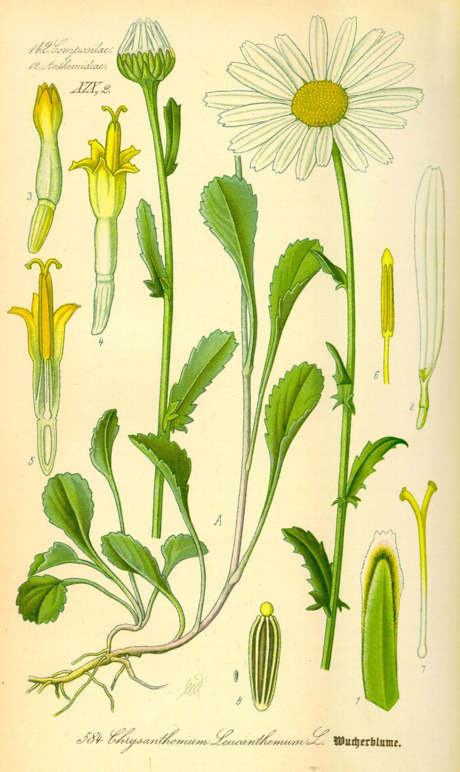 Пыльца сложноцветных (Asteraceae)