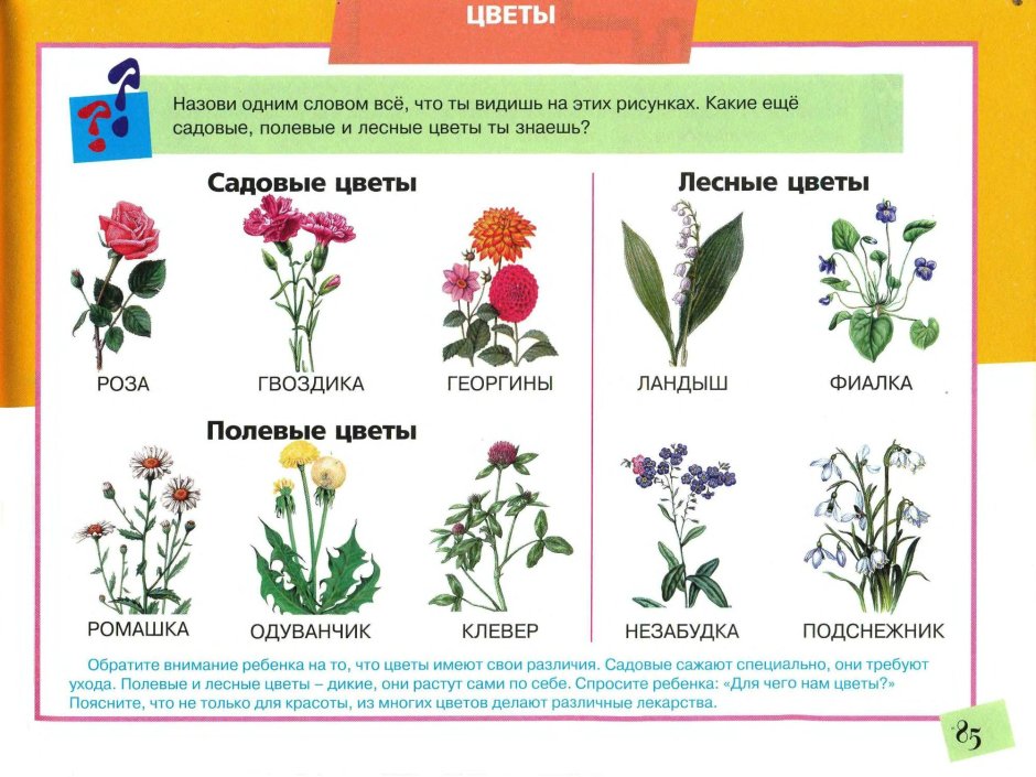 Растения для дошкольников