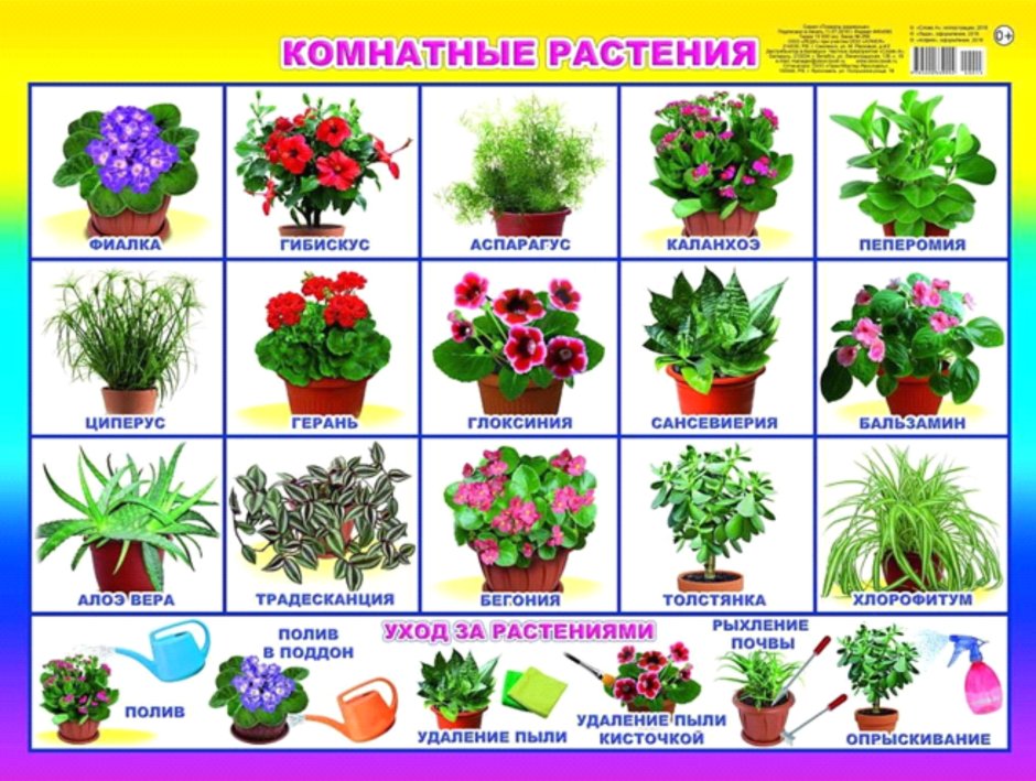 Растения в детском саду