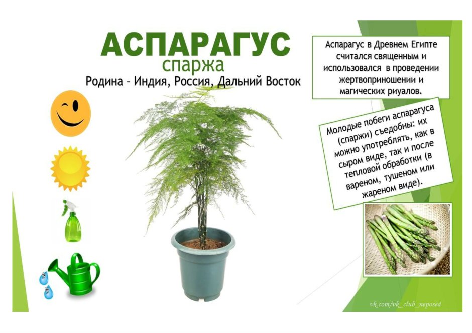 Паспорт комнатных растений аспарагус