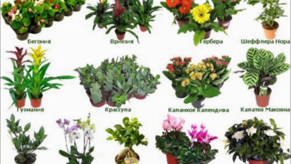 Комнатные цветы с названиями