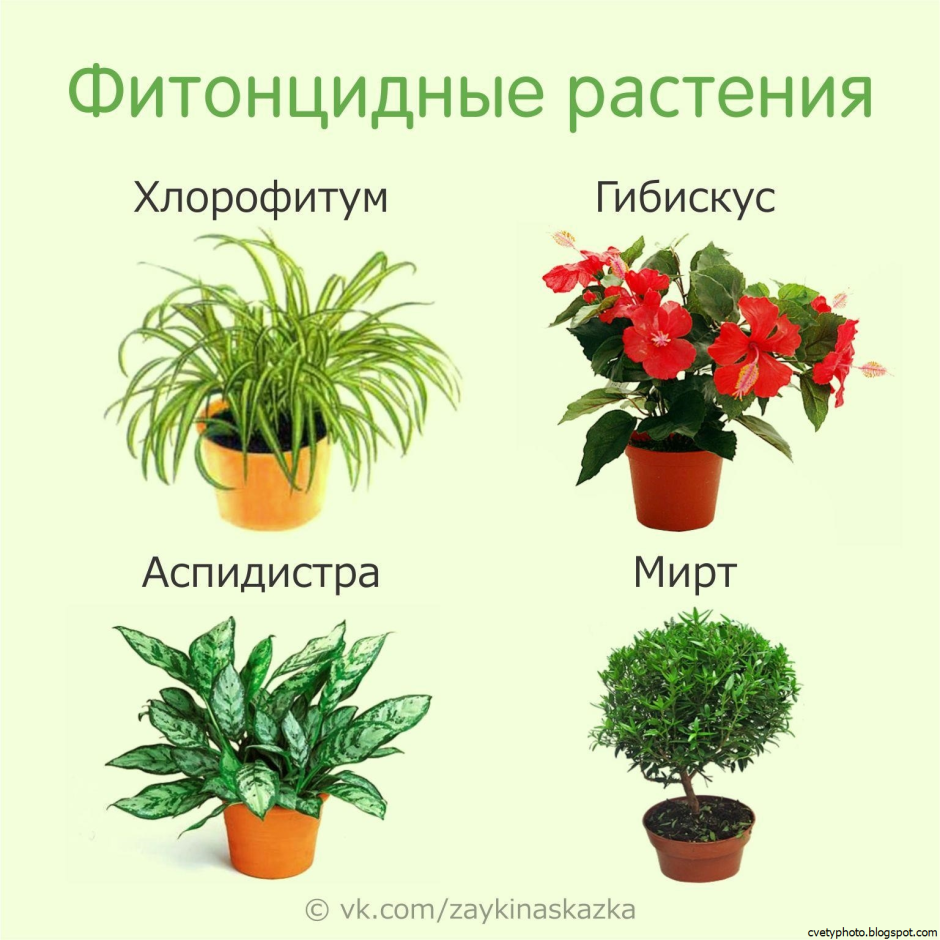 Комнатные растения названия