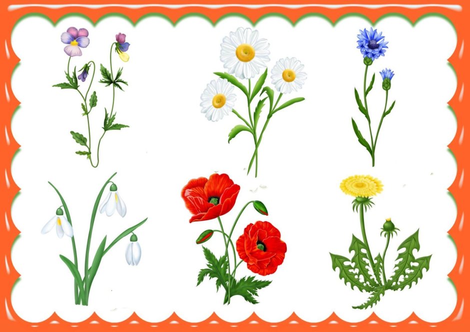 Лексическая тема луговые полевые садовые цветы
