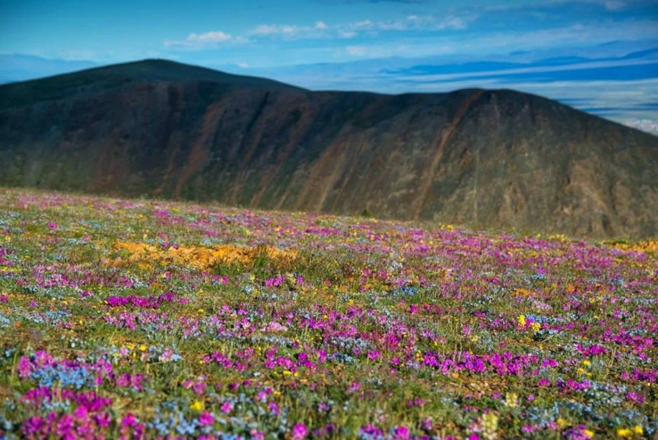 Алтайский край цветущие поля