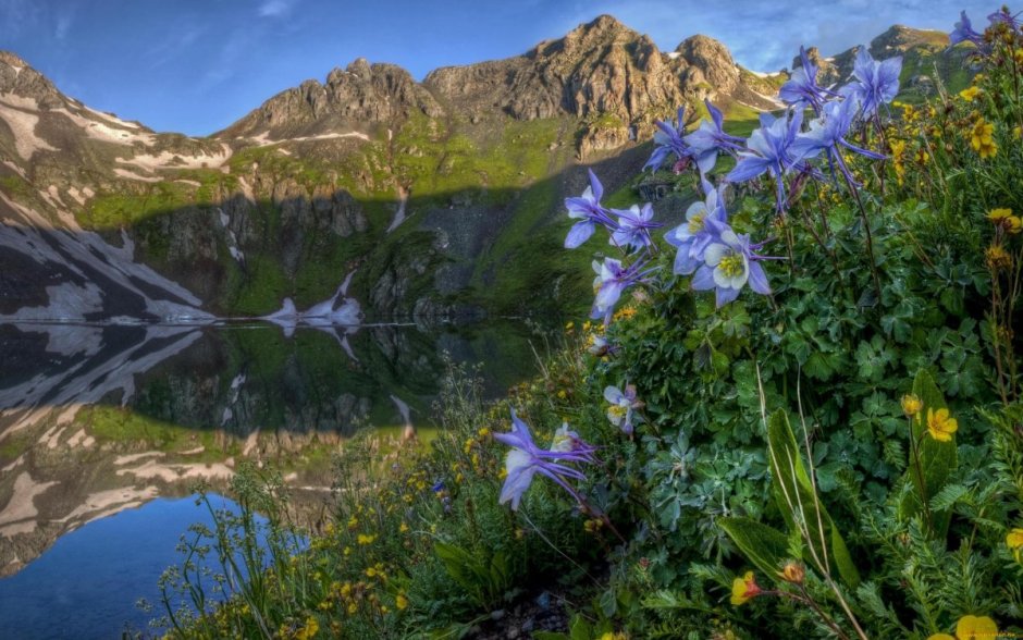 Цветы на фоне воды и гор