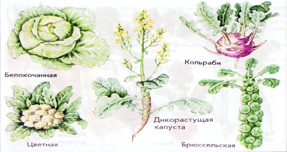 Плод семейства Brassicaceae