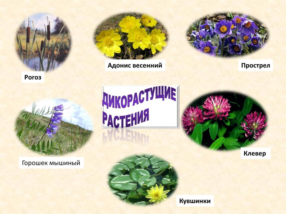 Разнообразие дикорастущих растений