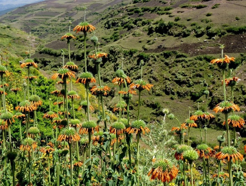 Растения эфиопии